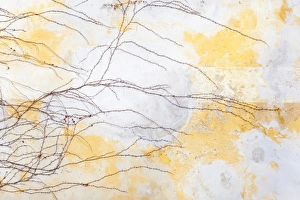 Images Dated 2nd March 2013: Boston Ivy on a wall in winter