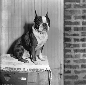 Images Dated 11th November 2014: Boston Terrier