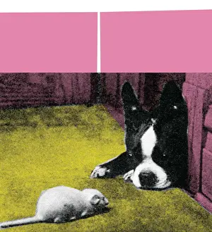 Boston Terrier