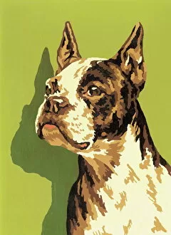 Images Dated 25th March 2015: Boston Terrier