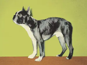 Best In Show Prints: Boston Terrier
