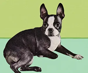 Boston Terrier Dog