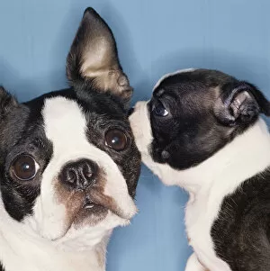 Funny Animals Collection: Boston Terrier dogs telling secrets