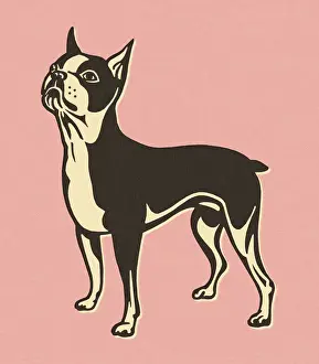 Boston Terrier on Pink Background