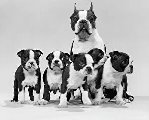 Female Animal Gallery: Boston terrier and puppies