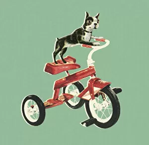 Images Dated 3rd May 2017: Boston Terrier Riding a Bike