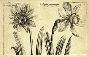 Style Prints: Botanical art print, Largest Narcissusm Daffodils