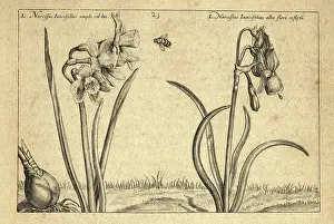 Style Prints: Botanical art print, Rush leaved narcissus