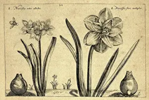 Botanical art print, Slender leaved Narcissus, daffodil, bulbous perennials, Crispin de Passe, Vintage illustration, 17th Century