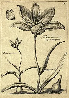Botanical art print, Slender Leaved Tulip, Dwarf, Narbonensis, Butterfly, Blubus plant, Hortus Floridus, Crispin de Passe, Vintage illustration, 17th Century