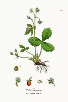 Images Dated 23rd October 2017: Botanical Illustrations