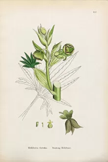 Images Dated 11th January 2017: Botanical Illustrations