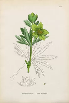 Images Dated 11th January 2017: Botanical Illustrations