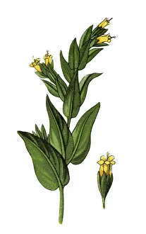 Botanical Illustrations