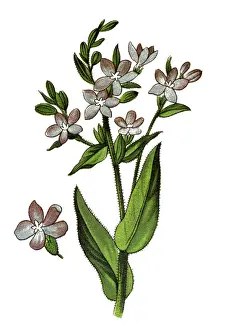 Botanical Illustrations