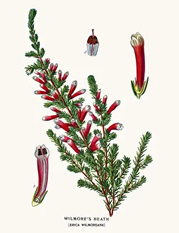 Botanical Illustrations