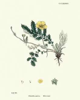 Images Dated 10th December 2019: Botanical print, Argentina anserina, Potentilla anserina, silverweed