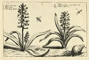 Botanical print of Muscari, grape hyacinth from Hortus Floridus by Crispin de Passe