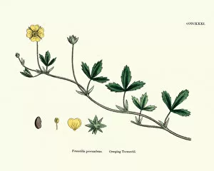 Images Dated 10th December 2019: Botanical print, Potentilla procumbens, creeping tormentil