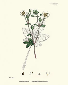 Images Dated 10th December 2019: Botanical print, Potentilla rupestris, Strawberry flowered cinquefoil