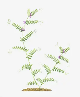botany, branched, branching, bush vetch, cut out, flower, foliage, growth, leaf, leguminosae