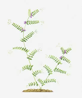 Leguminosae Gallery: botany, branched, branching, bush vetch, cut out, flower, foliage, growth, leaf, leguminosae