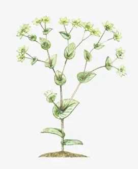 Branched Prints: botany, branched, bupleurum, bupleurum rotundifolium, cut out, flower, green, leaf