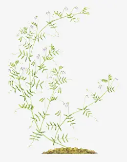 Leguminosae Prints: botany, branching, cut out, flower, foliage, growth, leaf, leguminosae, long, no people
