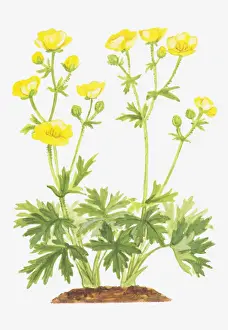 Buttercup Prints: botany, bud, buttercup, cut out, flower, foliage, meadow buttercup, growth, leaf