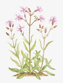 Caryophyllaceae Prints: botany, bud, caryophyllaceae, cut out