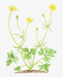 Ranunculaceae Prints: botany, bud, cut out, flower, foliage, goldilocks, growth, leaf, no people, plant
