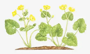 Ranunculaceae Prints: botany, caltha palustris, cut out, flower, foliage, leaf, marigold, marsh marigold