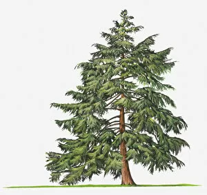 Images Dated 5th April 2018: botany, canadian hemlock, conifer, cut out, day, evergreen, flora, green, leaf, no people