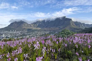 Images Dated 9th November 2006: Botany, Cape Town, Capital Cities, Cloud, Field, Flora, Flower, Fog, Fragility, Freshness