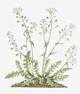 Images Dated 29th November 2011: botany, capsella, capsella bursa-pastoris, cruciferae, cut out, flower, foliage, leaf