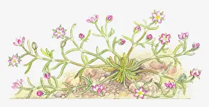 Caryophyllaceae Prints: botany, caryophyllaceae, cut out, flower, foliage, leaf, growth, lesser sand-spurberry