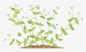 Caryophyllaceae Prints: botany, caryophyllaceae, cut out, flower, leaf, moehringia trinvervia, no people