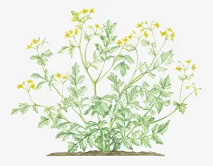 Papaveraceae Prints: botany, celandine, chelidonium