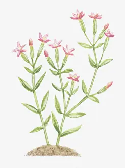botany, centaurium pulchellum, centaury, cut out, flower, foliage, gentianaceae, leaf