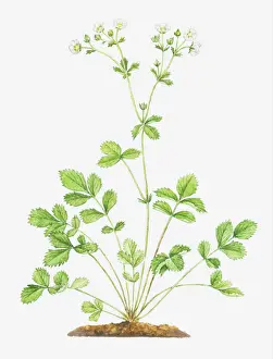 botany, cinquefoil, cut out, flower, foliage, leaf, no people, plant, potentilla rupestris