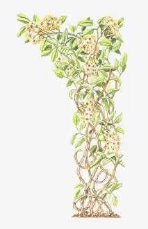 Clematis Prints: botany, clematis, clematis vitalba, climber, climbing plant, cut out, flower, foliage