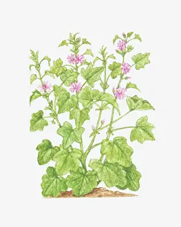 botany, common mallow, cut out, flower, foliage, green, leaf, mallow, malva sylvestris