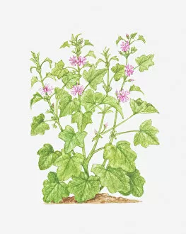 Images Dated 29th November 2011: botany, common mallow, cut out, flower, foliage, green, leaf, mallow, malva sylvestris