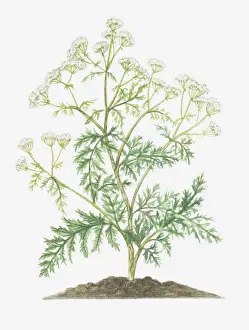 Umbelliferae Prints: botany, conium, conium maculatum, cut out, flower, foliage, hemlock, leaf, no people