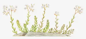 botany, crassulaceae, cut out, flower, growth, leaf, no people, plant, sedum album