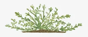 Succulent Prints: botany, creeper, cut out, day, flora, green, herb, leaf, no people, oblanceolate