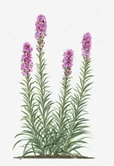 Pink Collection: botany, cut out, day, deep, flora, flower, green, herb, leaf, liatris spicata, no people