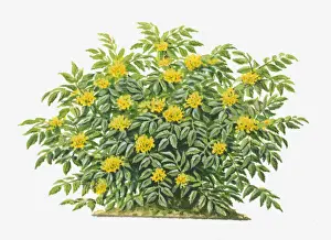 Evergreen Prints: botany, cut out, day, evergreen, flora, flower, green, herb, leaf, mahonia aquifolium