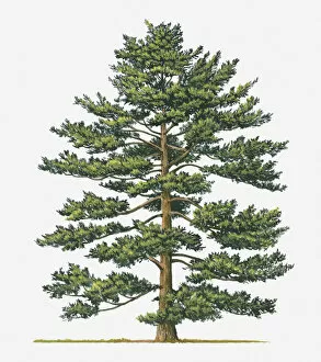 Images Dated 2nd June 2018: botany, cut out, day, evergreen, flora, green, japanese white pine, leaf, no people