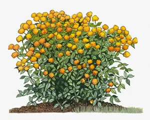 botany, cut out, day, flora, flower, green, herb, lantana camara, leaf, no people